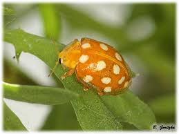 Attēlu rezultāti vaicājumam “Halyzia sedecimguttata”