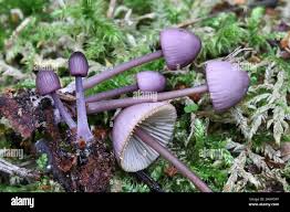 Attēlu rezultāti vaicājumam “Mycena purpureofusca”