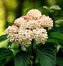 Attēlu rezultāti vaicājumam “Viburnum lantana  flower”