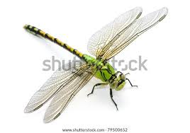 Attēlu rezultāti vaicājumam “Ophiogomphus cecilia”