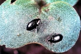 Attēlu rezultāti vaicājumam “Cruciferae”