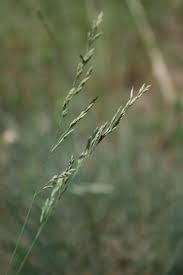 Attēlu rezultāti vaicājumam “Festuca psammophila”