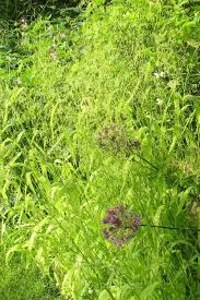 Attēlu rezultāti vaicājumam “Milium effusum flower”