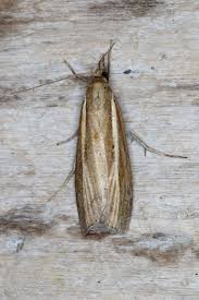 Attēlu rezultāti vaicājumam “Agriphila tristella”