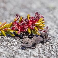 Attēlu rezultāti vaicājumam “Empetrum nigrum flower”