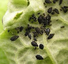 Attēlu rezultāti vaicājumam “Aphis fabae”