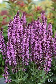 Attēlu rezultāti vaicājumam “Salvia nemorosa”