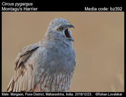 Attēlu rezultāti vaicājumam “Circus pygargus adult”