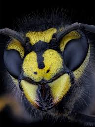 Attēlu rezultāti vaicājumam “Vespula germanica male”