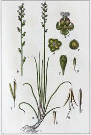 Attēlu rezultāti vaicājumam “Triglochin palustre flower”