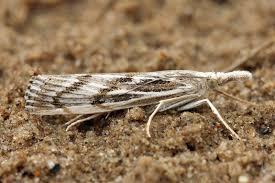 Attēlu rezultāti vaicājumam “Pediasia fascelinella”