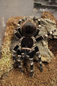 Znalezione obrazy dla zapytania geniculata