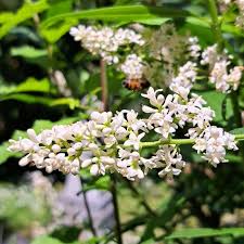 Attēlu rezultāti vaicājumam “Ligustrum vulgare”