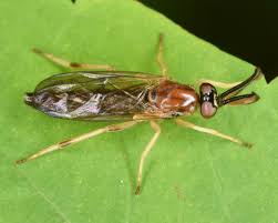 Attēlu rezultāti vaicājumam “Xylophagidae”