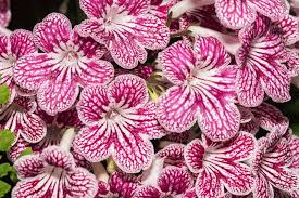 Image result for Streptocarpus
