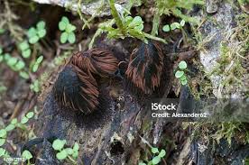 Attēlu rezultāti vaicājumam “Stemonitis fusca young”