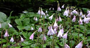 Attēlu rezultāti vaicājumam “Linnaea borealis fruit”