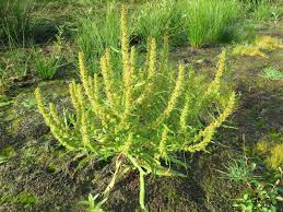 Attēlu rezultāti vaicājumam “Rumex maritimus”