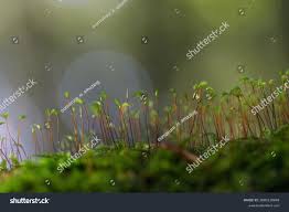 Attēlu rezultāti vaicājumam “Pohlia nutans sporophyte”