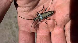 Attēlu rezultāti vaicājumam “Stenocorus meridianus”