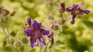 Image result for Storchschnäbel