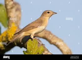 Attēlu rezultāti vaicājumam “Sylvia borin adult”