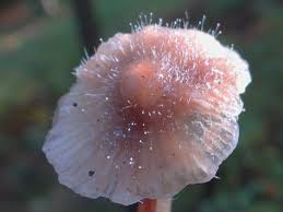 Attēlu rezultāti vaicājumam “Spinellus fusiger”