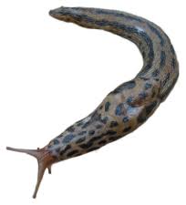 Attēlu rezultāti vaicājumam “Limax maximus”