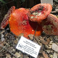 Attēlu rezultāti vaicājumam “Amanita muscaria”