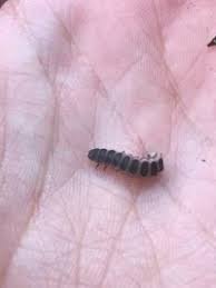 Attēlu rezultāti vaicājumam “Phosphaenus hemipterus”