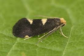 Attēlu rezultāti vaicājumam “Incurvaria oehlmanniella”