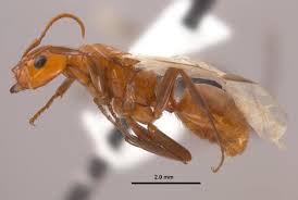 Attēlu rezultāti vaicājumam “Polypogon tentacularius male”