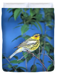 Image result for Dendroica tigrina