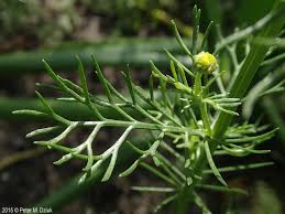 Image result for Matricaria recutita (chamomilla)