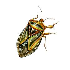 Attēlu rezultāti vaicājumam “Coleoptera”