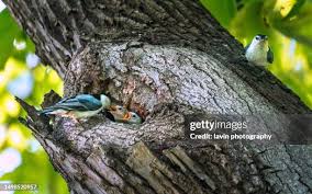 Attēlu rezultāti vaicājumam “Sitta europaea nest”