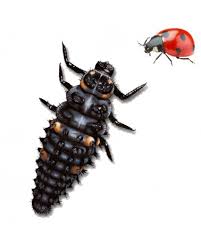 Attēlu rezultāti vaicājumam “Coccinella septempunctata”