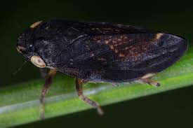 Attēlu rezultāti vaicājumam “Aphrophoridae imago”