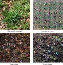 Attēlu rezultāti vaicājumam “Poa remota”