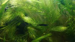 「金魚藻」的圖片搜尋結果