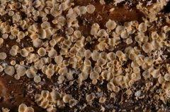 Attēlu rezultāti vaicājumam “Hyalorbilia inflatula”