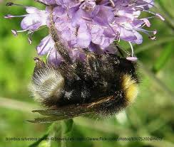 Attēlu rezultāti vaicājumam “Psithyrus sylvestris”