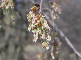 Attēlu rezultāti vaicājumam “Ulmus laevis”