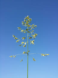 Attēlu rezultāti vaicājumam “Poa angustifolia”