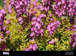 Attēlu rezultāti vaicājumam “Erica x darleyensis”