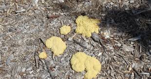 Attēlu rezultāti vaicājumam “Fuligo septica var. flava young”