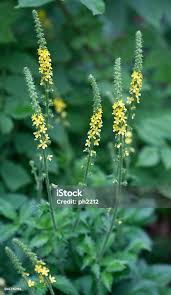 Attēlu rezultāti vaicājumam “Agrimonia eupatoria flower”