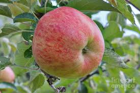 Attēlu rezultāti vaicājumam “Malus domestica fruit”