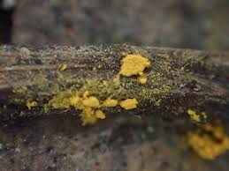 Attēlu rezultāti vaicājumam “Perichaena depressa”