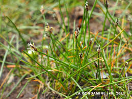 Attēlu rezultāti vaicājumam “Eleocharis uniglumis fruit”
